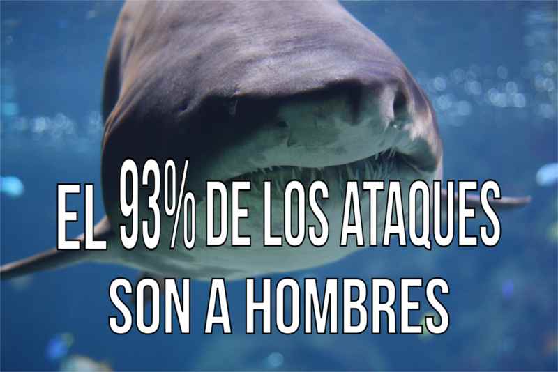 El 93% de ataques de tiburon son a hombres