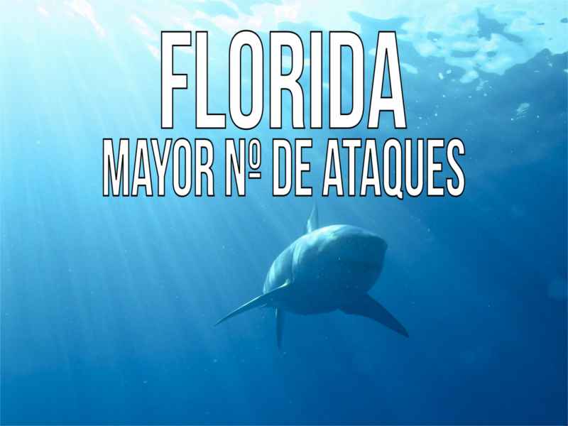 Florida lugar con más ataques de tiburón