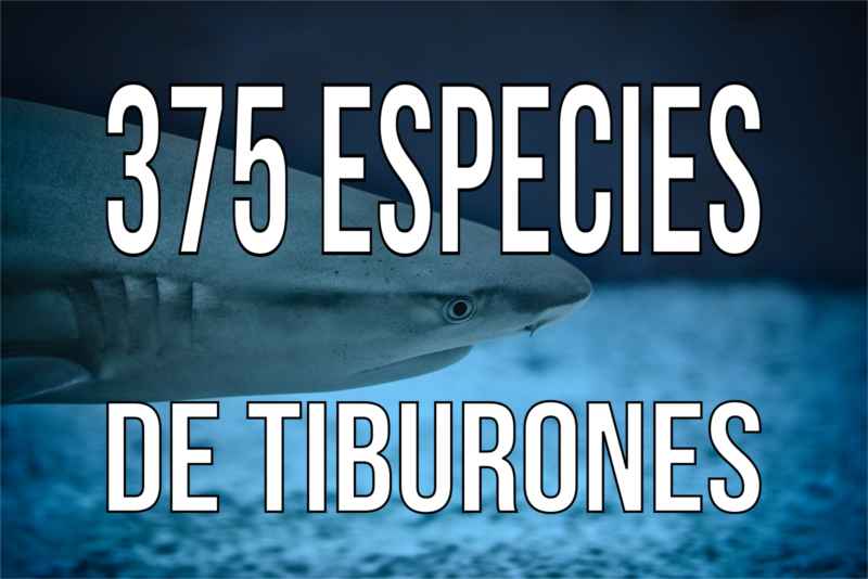 Hay 375 especies de tiburónes