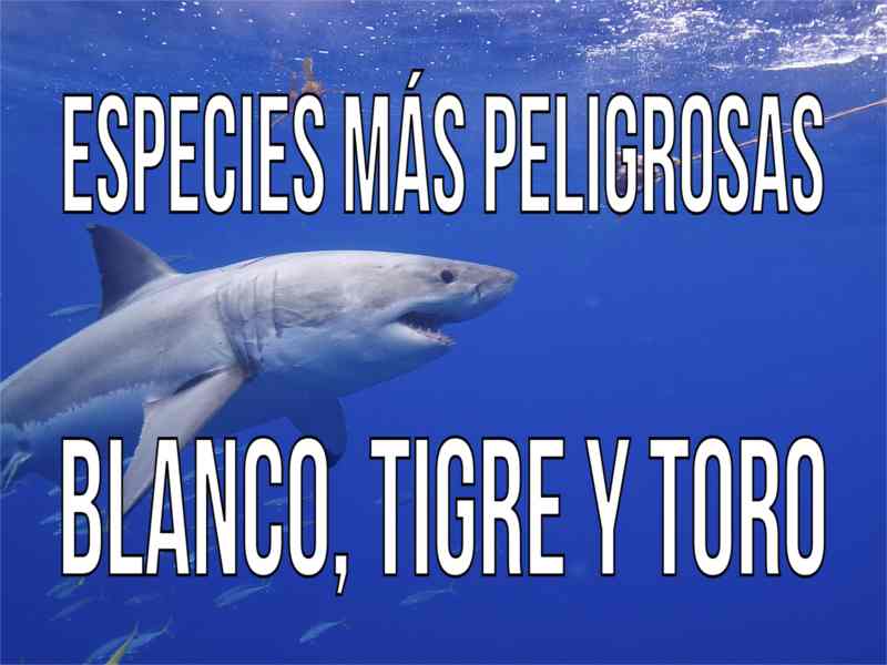 Las especies más peligrosas son el tiburón tigre, el tiburón blanco y el tiburón toro